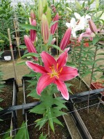 [4293 Kings Cross DJ No01.JPG]